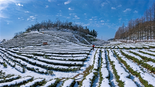 《御茶园》