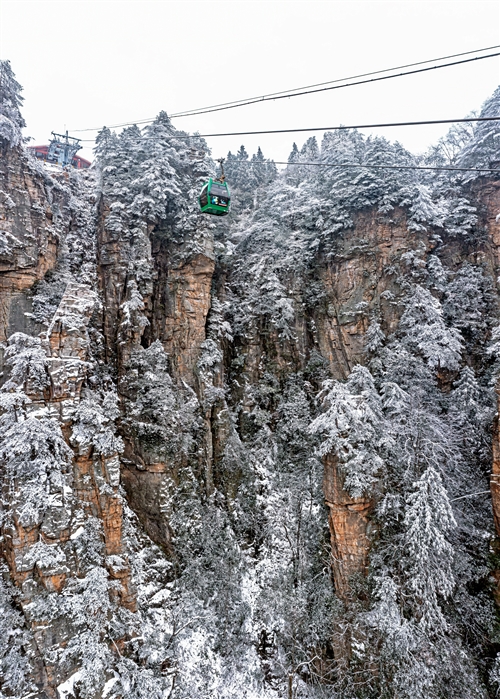 《雪山绿精灵》