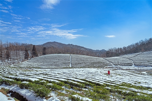 《茶园雪景》