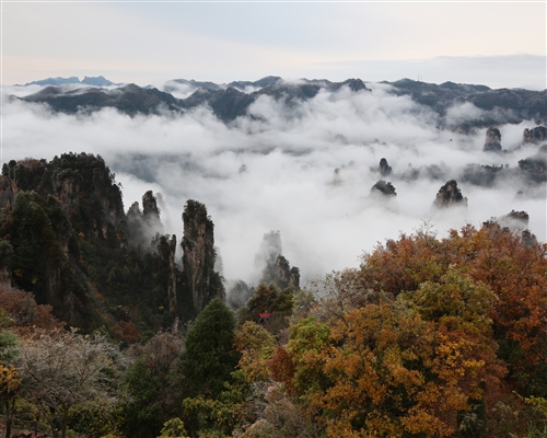 天子山秋色